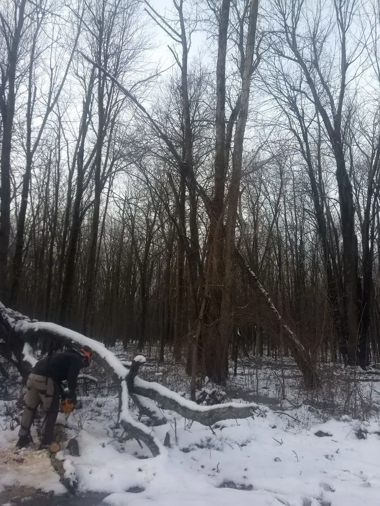 Reliable lawn mowing service for residential properties in Franklinville, NY by Phoenix Tree Care