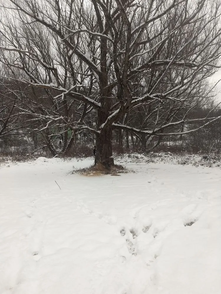 Affordable landscaping services experts serving Franklinville, NY - Phoenix Tree Care