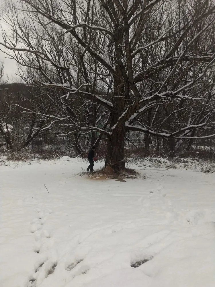 Trusted garden landscaping for beautiful yards across Franklinville, NY - Phoenix Tree Care