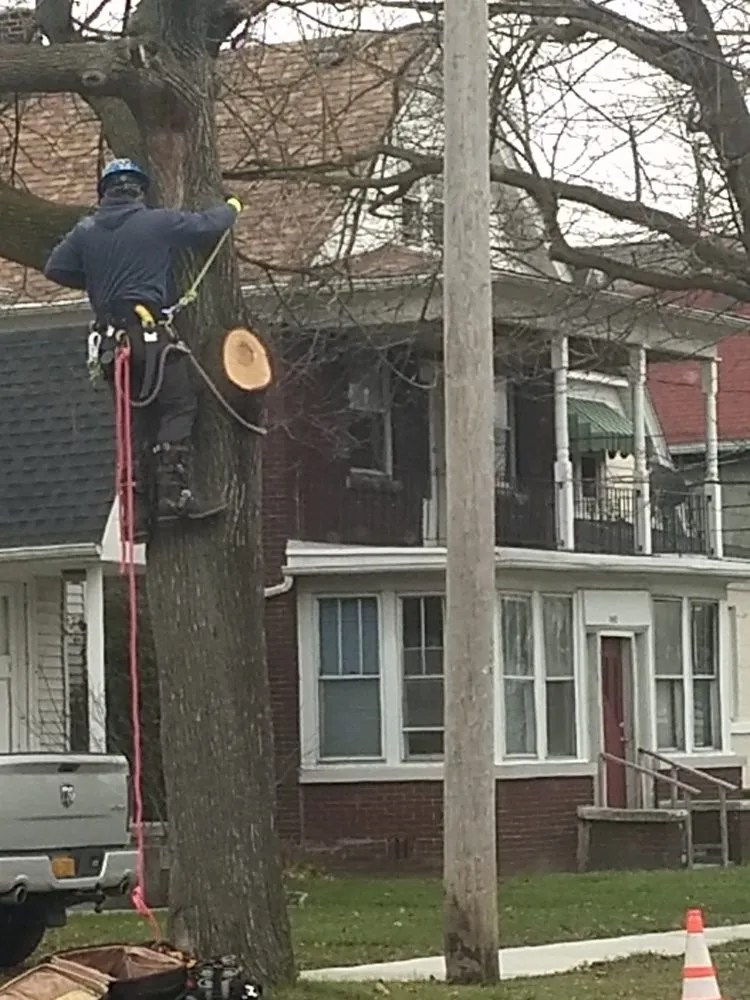 Top-rated landscaping services in Franklinville, NY by Phoenix Tree Care