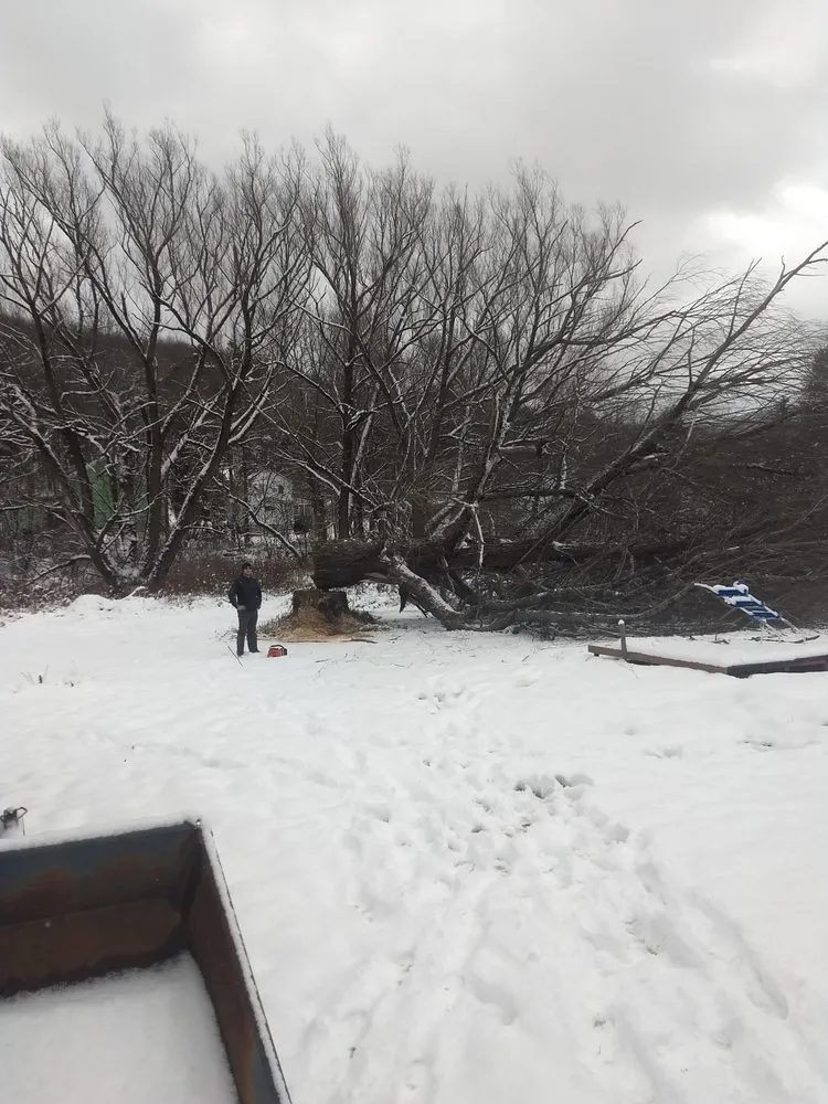 Top-rated lawn care service with custom design across Franklinville, NY - Phoenix Tree Care