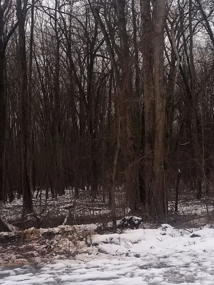 Reliable lawn mowing service in Franklinville, NY - Phoenix Tree Care