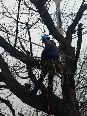Phoenix Tree Care Logo