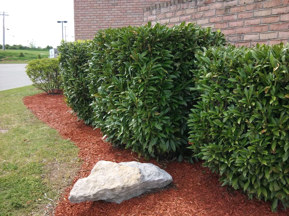 Affordable residential landscaping for year-round maintenance across Lexington, KY - Photo Finish Property Maintenance