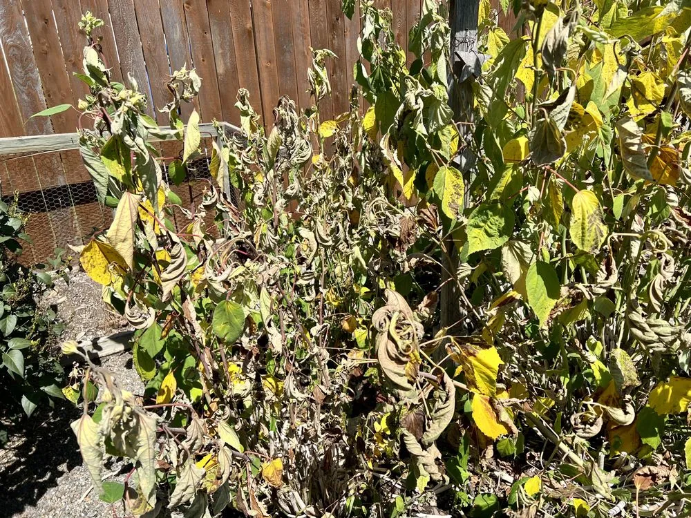 Custom residential landscaping for beautiful yards across Spokane, WA - PHS Weed & Pest Control