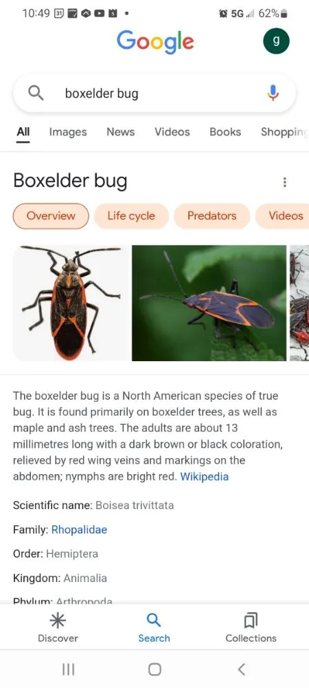 Affordable yard cleanup service with custom design in Spokane, WA by PHS Weed & Pest Control