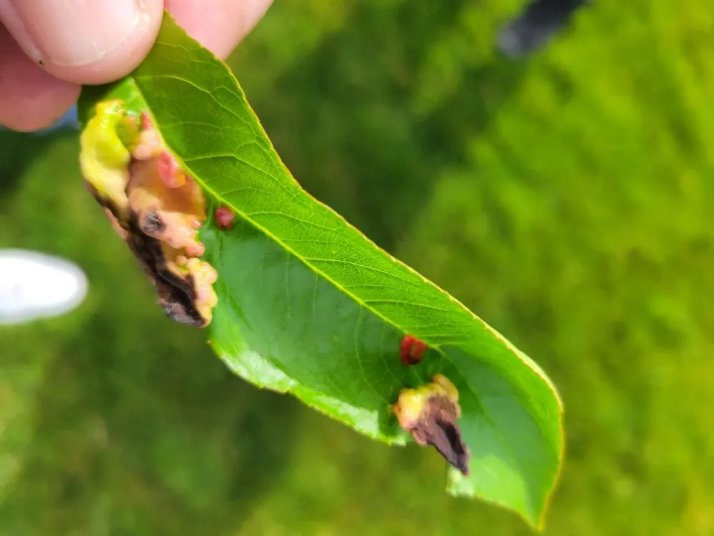 Affordable landscape design in Spokane, WA - PHS Weed & Pest Control