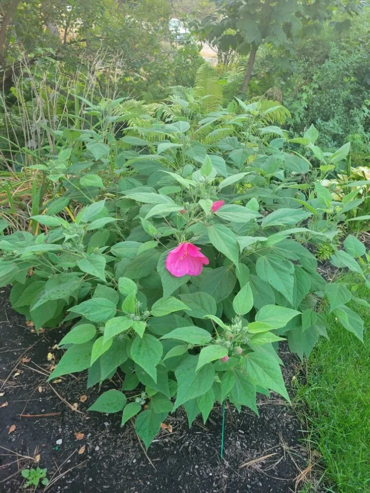 Custom yard maintenance near you across Spokane, WA - PHS Weed & Pest Control