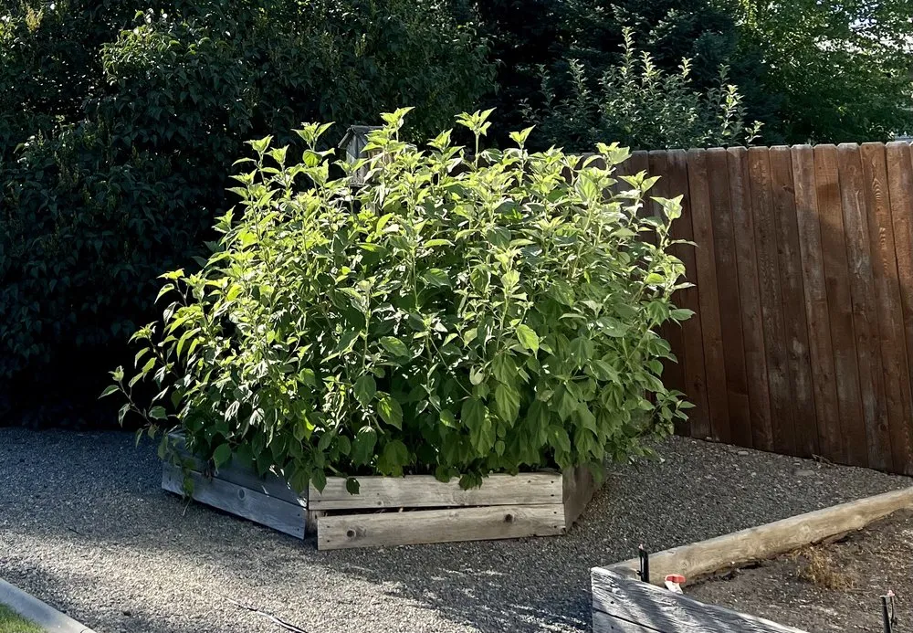 Reliable landscape installation experts serving Spokane, WA - PHS Weed & Pest Control