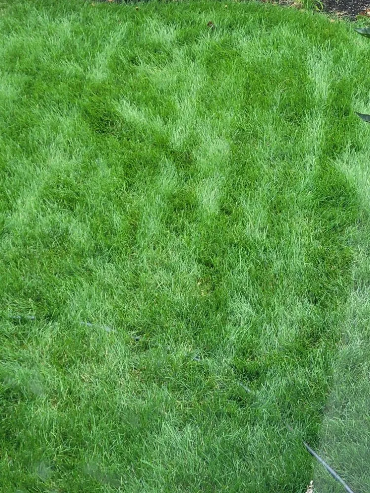 Custom landscape design in Spokane, WA - PHS Weed & Pest Control