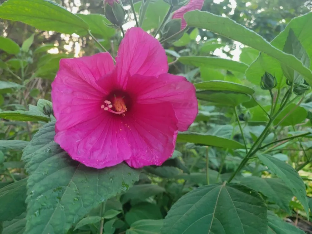 Professional yard maintenance in Spokane, WA by PHS Weed & Pest Control