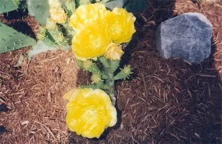 Expert yard cleanup service experts serving Fort Washington, MD - Piazza Lawn & Landscaping