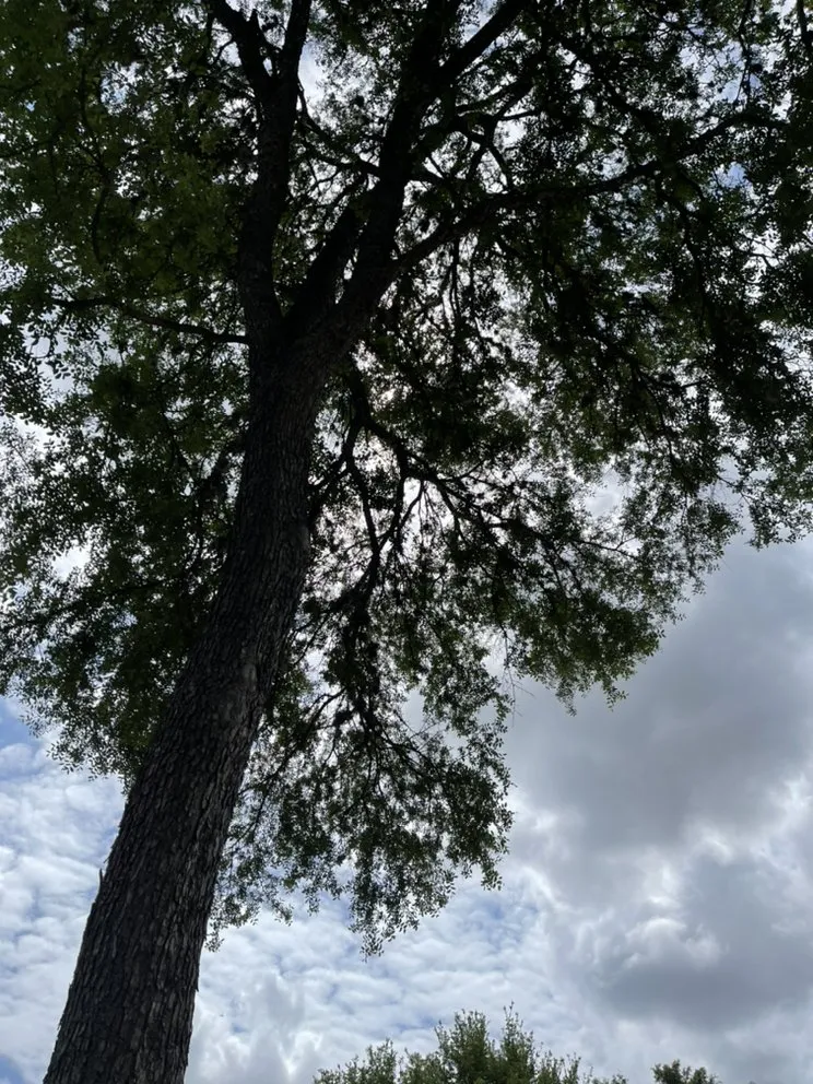 Custom landscaping services near you across Forth Myers, FL - Pichardo’s Lawn & Tree Care