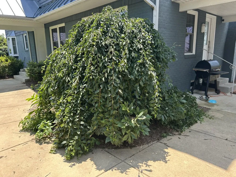 Local lawn care service for year-round maintenance across California, MD - Pick Solutions