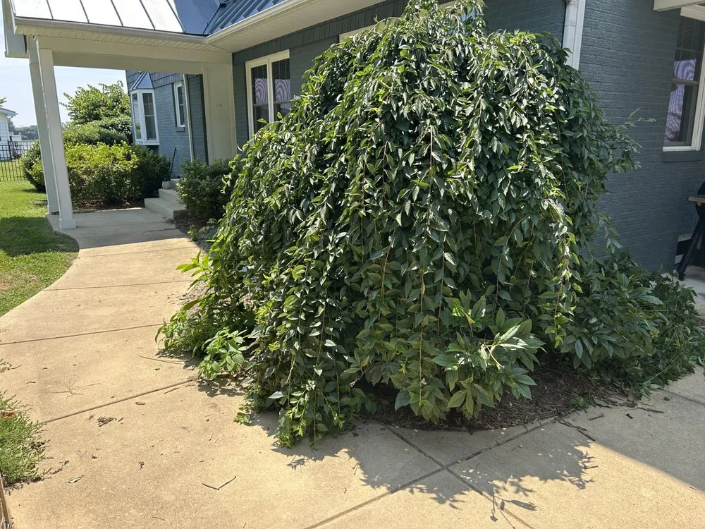 Expert lawn mowing service in California, MD by Pick Solutions