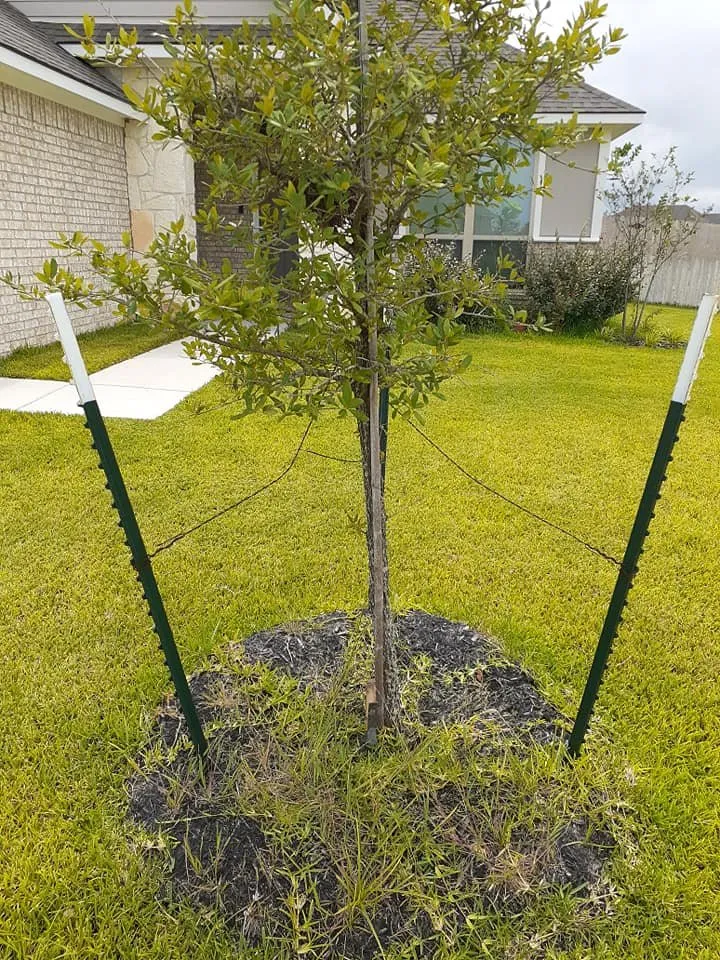 Expert yard maintenance experts serving College Station, TX - Pickney's Lawnservice and More