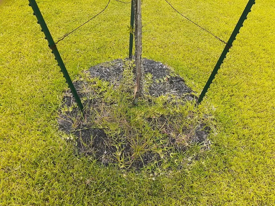 Custom residential landscaping for residential properties across College Station, TX - Pickney's Lawnservice and More