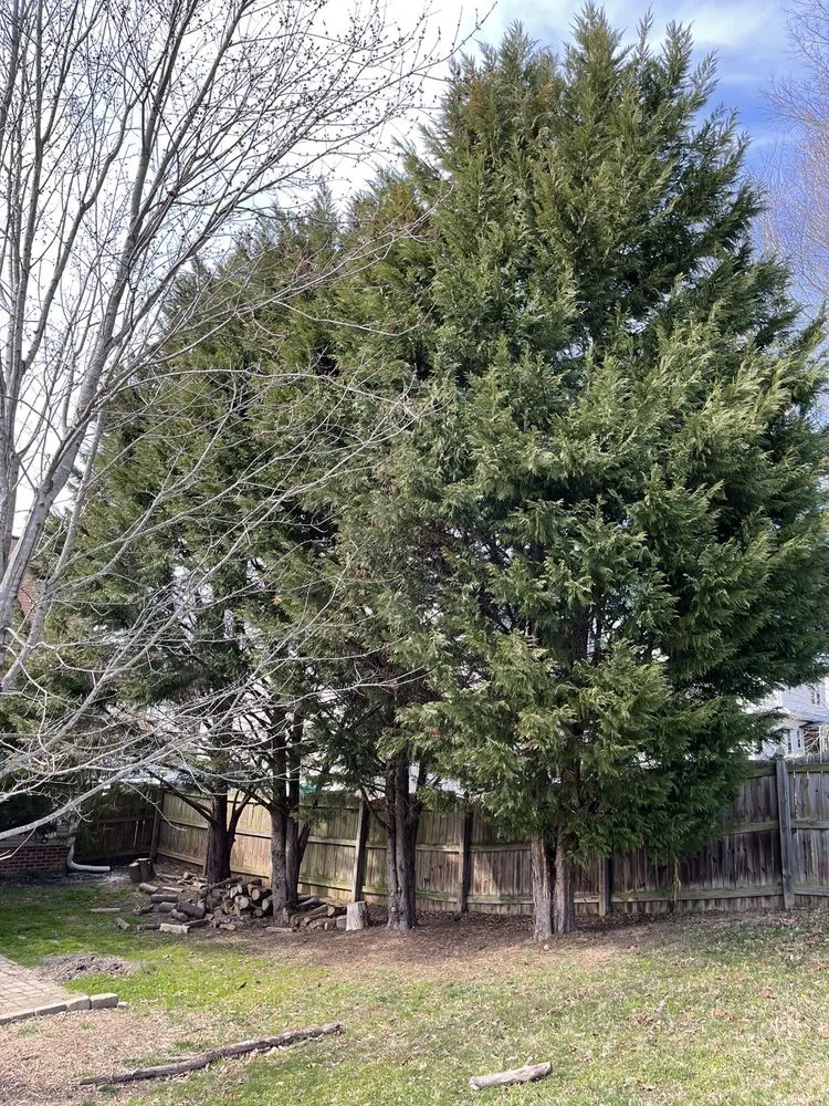 Professional lawn care service experts serving Advance, NC - Picky Pike's Outdoor Solutions