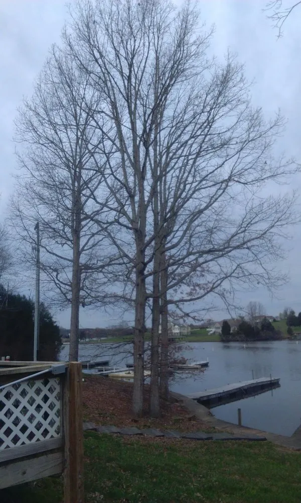 Reliable lawn care service in Spotsylvania, VA by Picture It Perfect Landscape & Tree Service