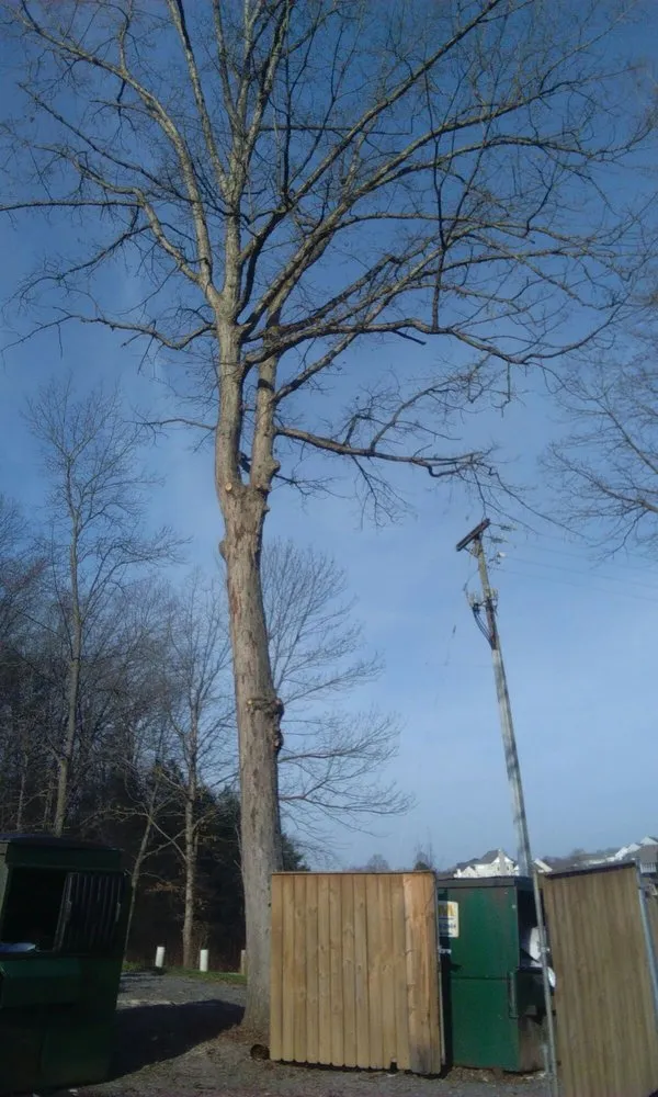 Professional outdoor landscaping for year-round maintenance in Spotsylvania, VA by Picture It Perfect Landscape & Tree Service