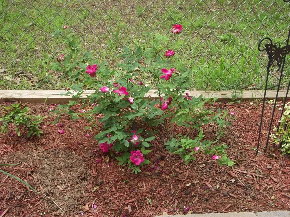 Expert landscape installation for outdoor upgrades across Upper Marlboro, MD - Picture Perfect Landscaping