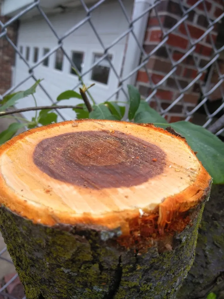 Custom yard maintenance for outdoor upgrades across Upper Marlboro, MD - Picture Perfect Landscaping