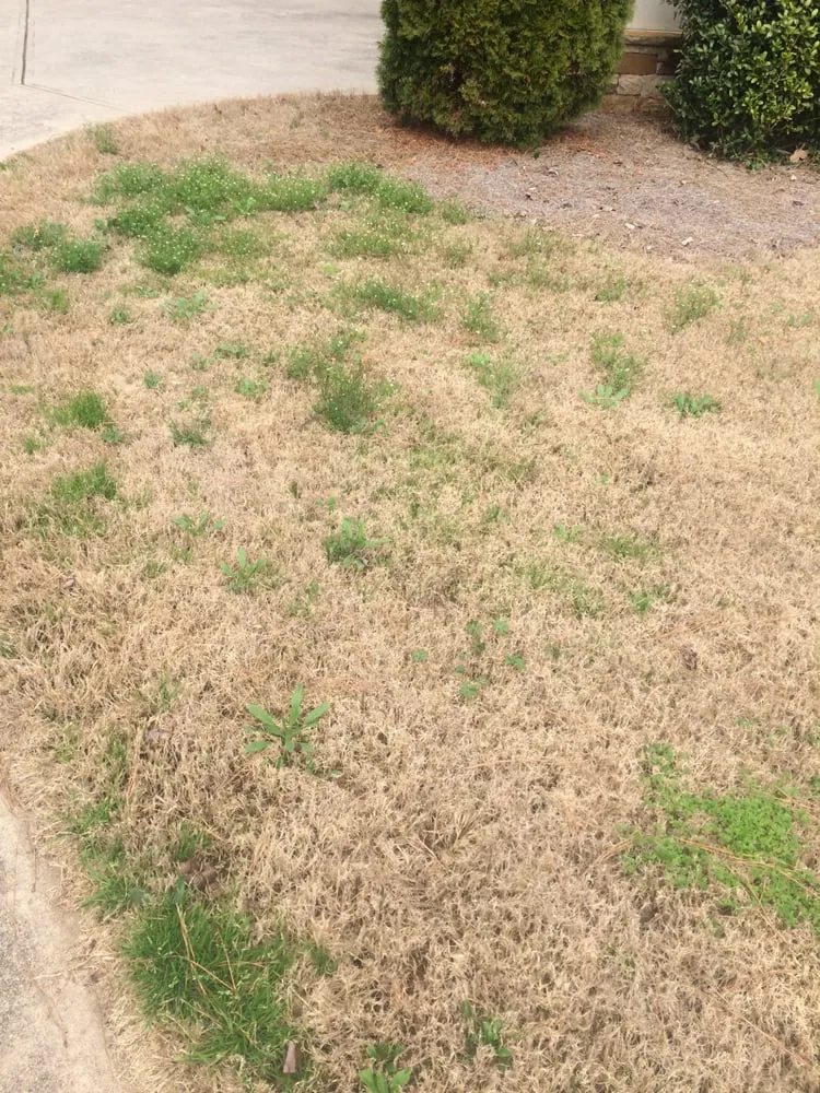 Custom residential landscaping in Alpharetta, GA - Picture Perfect Lawn Care