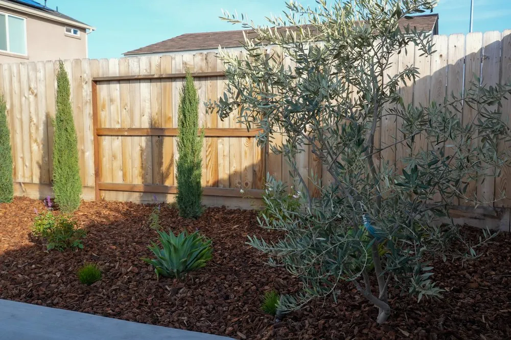 Top-rated yard maintenance in Fresno, CA by Picture Perfect Lawn