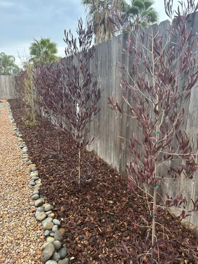 Top-rated lawn care service in Fresno, CA by Picture Perfect Lawn