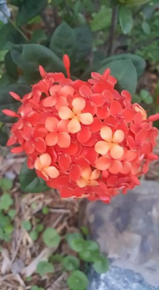 Professional lawn mowing service experts serving Jacksonville, FL - Picture Perfect Lawn Maintenance