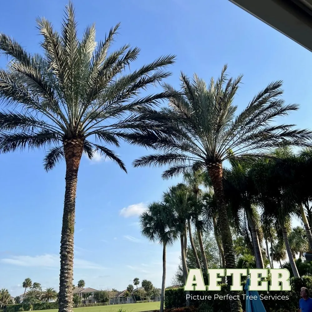 Reliable outdoor landscaping in Jupiter, FL by Picture Perfect Tree Services