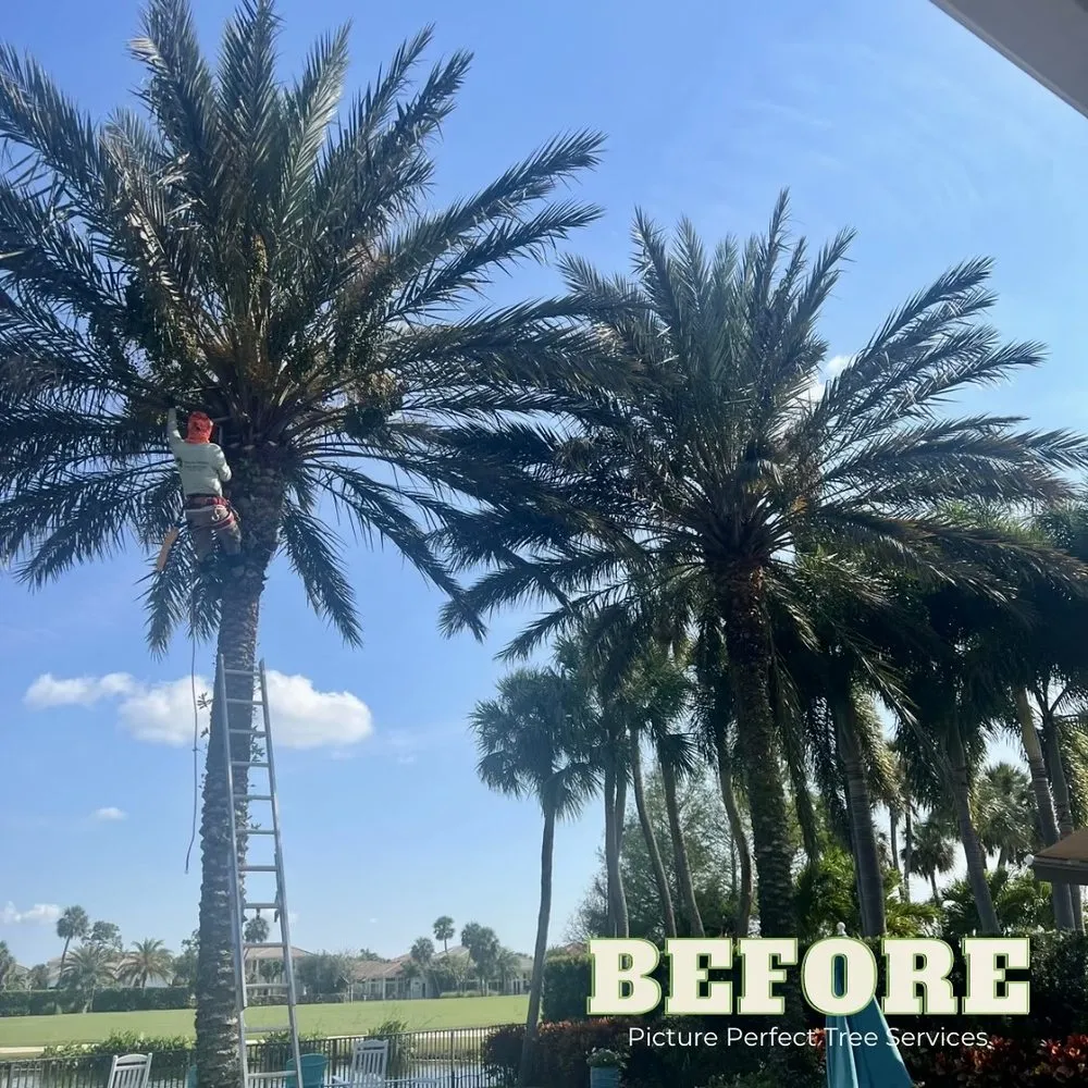 Local residential landscaping in Jupiter, FL by Picture Perfect Tree Services