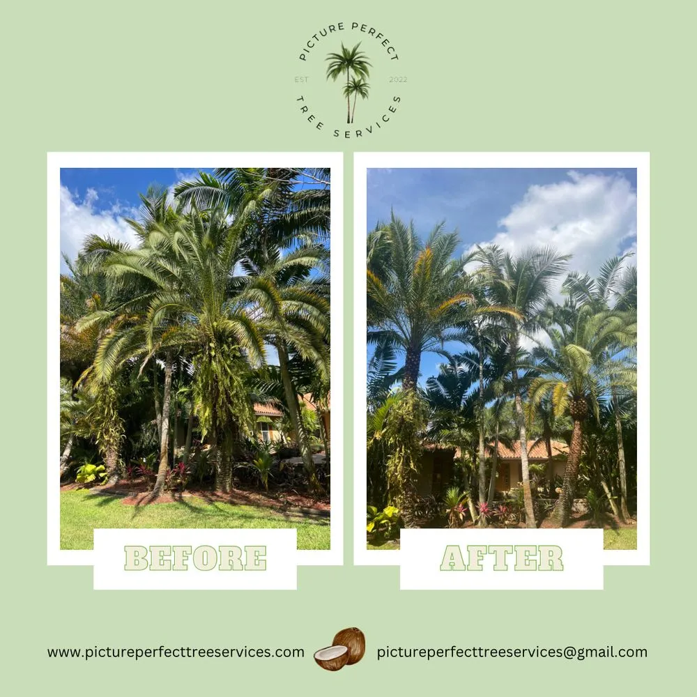 Top-rated yard maintenance experts serving Jupiter, FL - Picture Perfect Tree Services