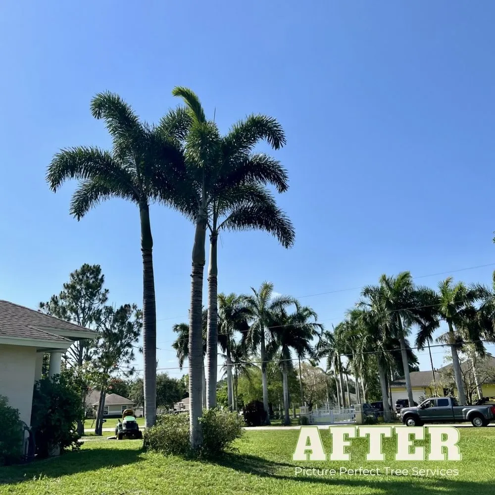 Expert landscaping services in Jupiter, FL - Picture Perfect Tree Services