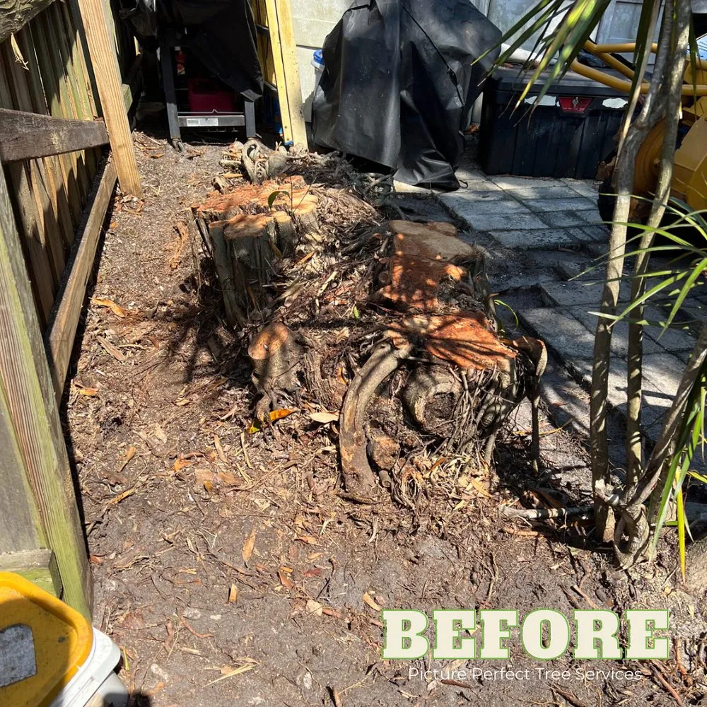 Affordable lawn care service in Jupiter, FL - Picture Perfect Tree Services