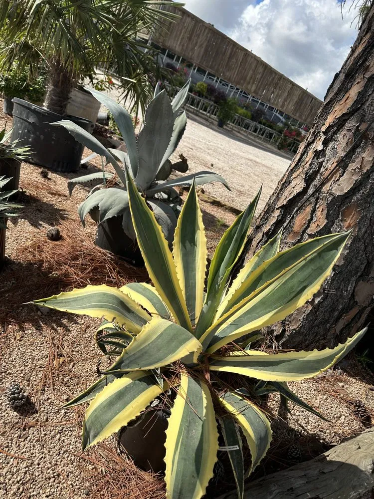 Reliable yard cleanup service in Brookshire, TX - Picturesque Landscaping and Nursery