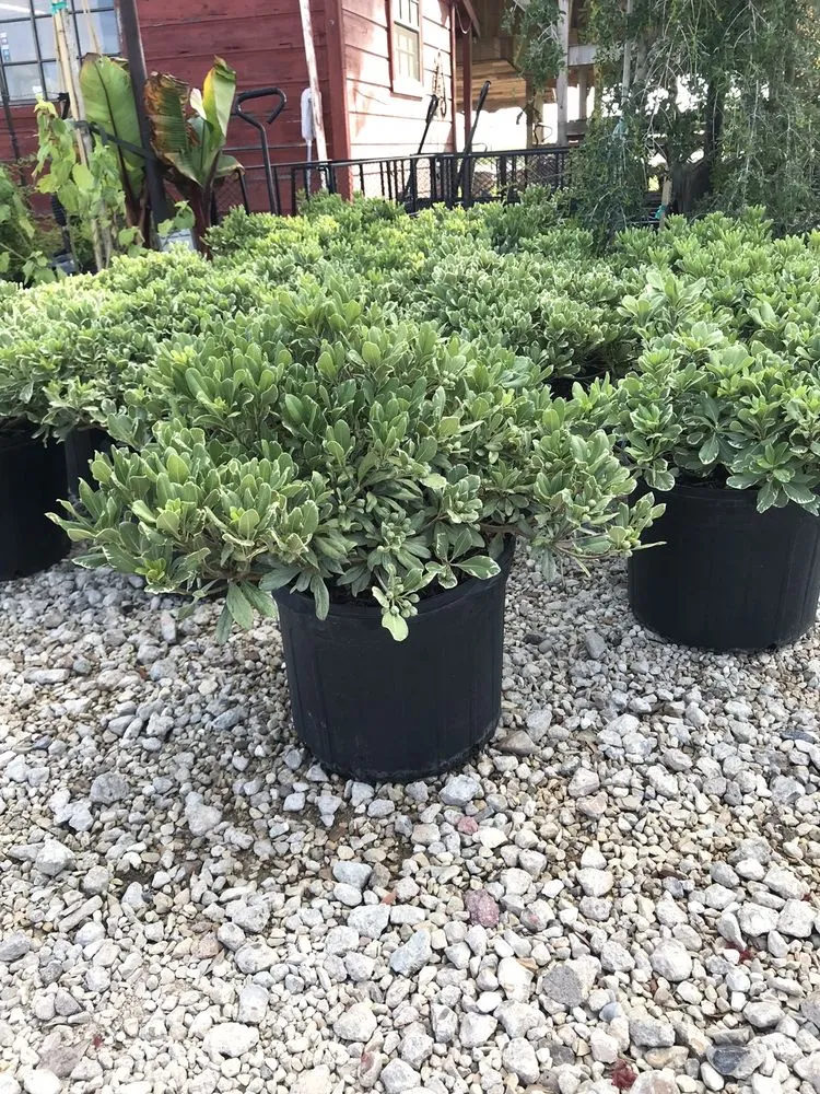 Custom yard cleanup service in Brookshire, TX - Picturesque Landscaping and Nursery