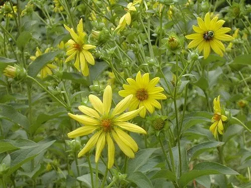 Reliable outdoor landscaping with custom design in Carrboro, NC by Piedmont Environmental Landscaping & Design