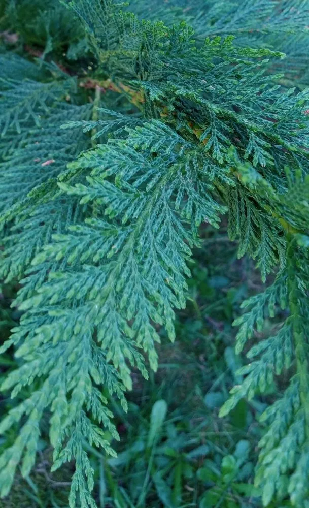 Local landscape installation experts serving Laurel, VA - Piedmont Greenery