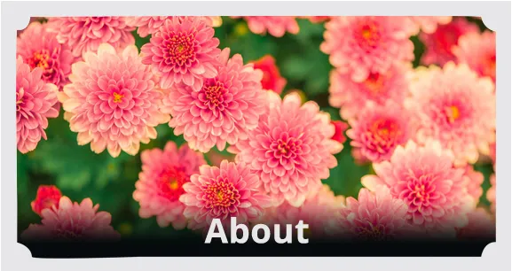 Top-rated landscaping services with custom design in Fort Mill, SC by Piedmont Landscape Solutions