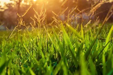 Professional yard cleanup service in Zebulon, GA by Piedmont Lawn And Landscaping Care