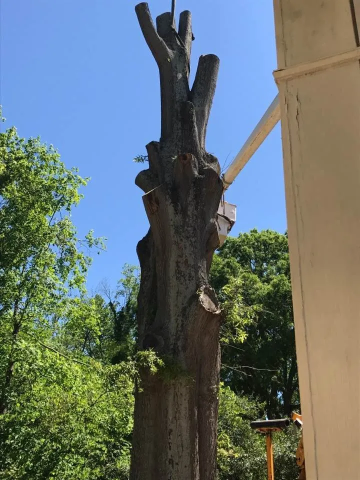 Affordable landscape installation experts serving Statesville, NC - Piedmont Tree and Lawn Care