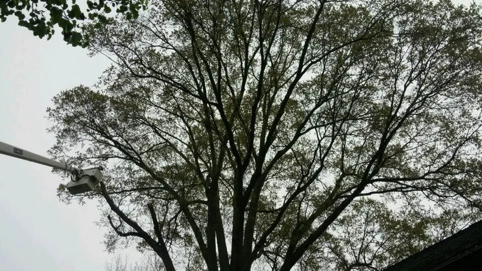 Reliable lawn mowing service for outdoor upgrades across Statesville, NC - Piedmont Tree and Lawn Care