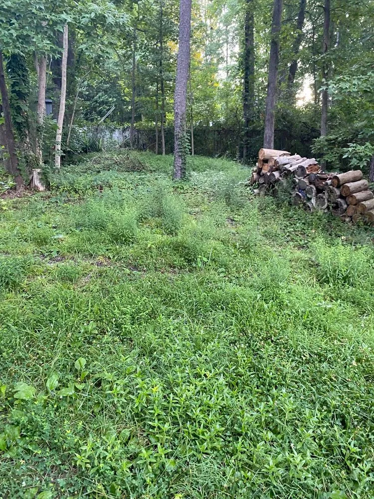 Top-rated yard cleanup service for residential properties in Greensboro, NC by Piedmont Triad Solutions