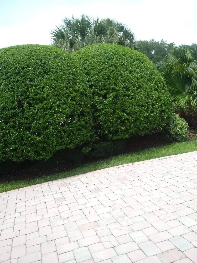 Local landscaping services experts serving The Villages, FL - Pierce Brothers Outdoor Services