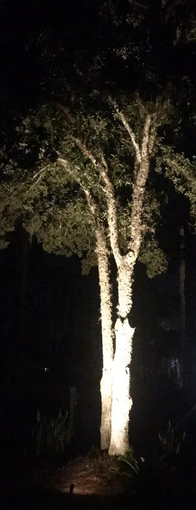 Local yard cleanup service for beautiful yards in Ormond Beach, FL by Pierce Landscape & Maintenance