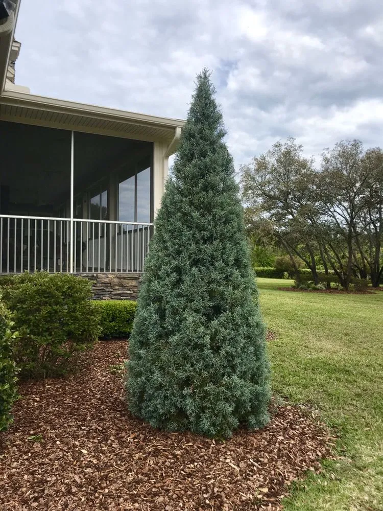 Trusted lawn care service for year-round maintenance in Ormond Beach, FL by Pierce Landscape & Maintenance