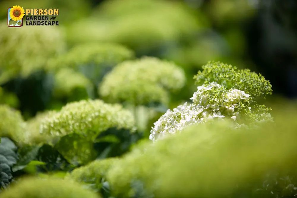 Top-rated outdoor landscaping near you across Chaska, MN - Pierson Garden and Landscape