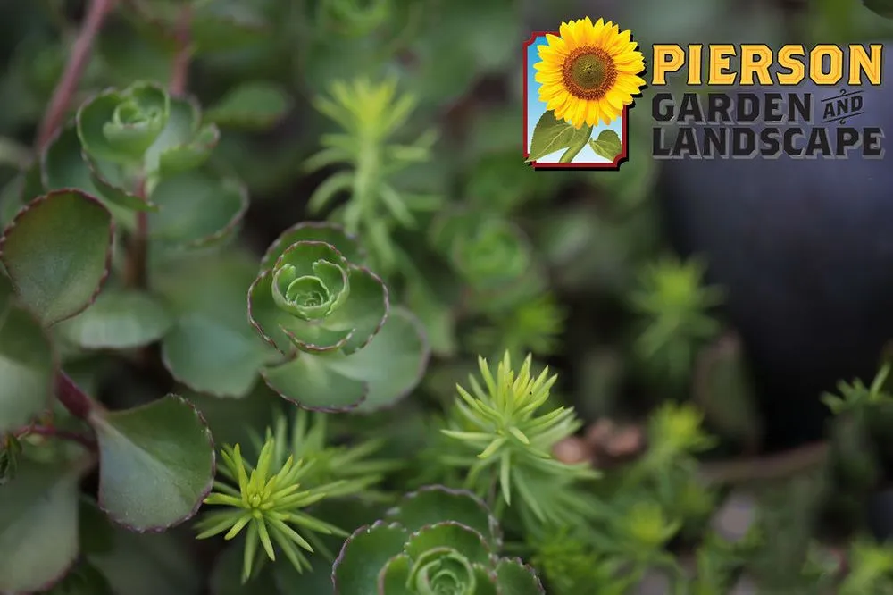 Local yard maintenance in Chaska, MN by Pierson Garden and Landscape