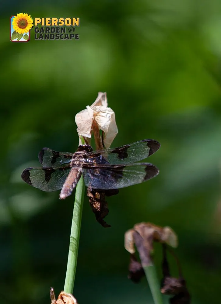 Custom outdoor landscaping in Chaska, MN by Pierson Garden and Landscape